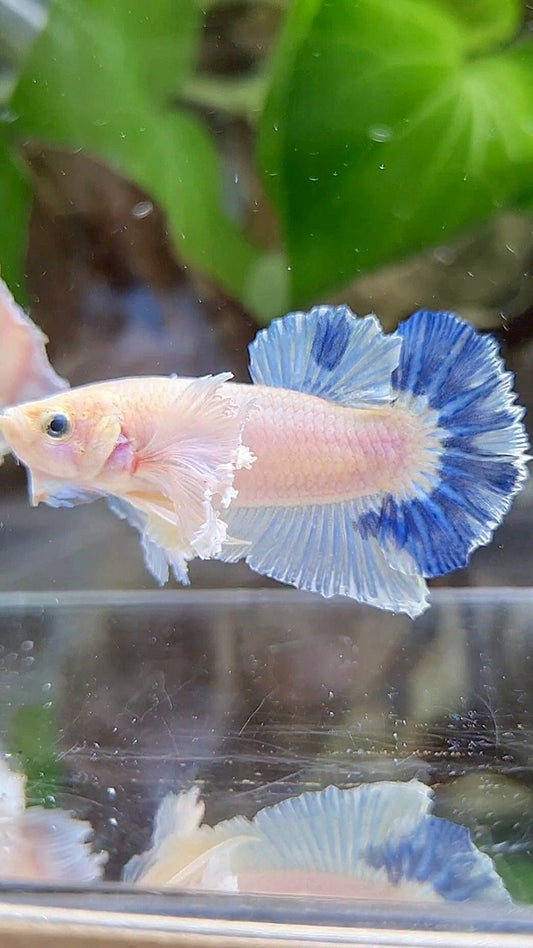 PLAKAT DUMBO EAR BLUE RIM BETTA FISH