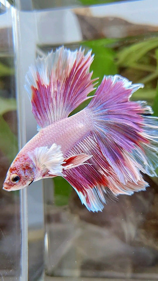 HALFMOON DUMBO EAR RED PATTERN BETTA FISH