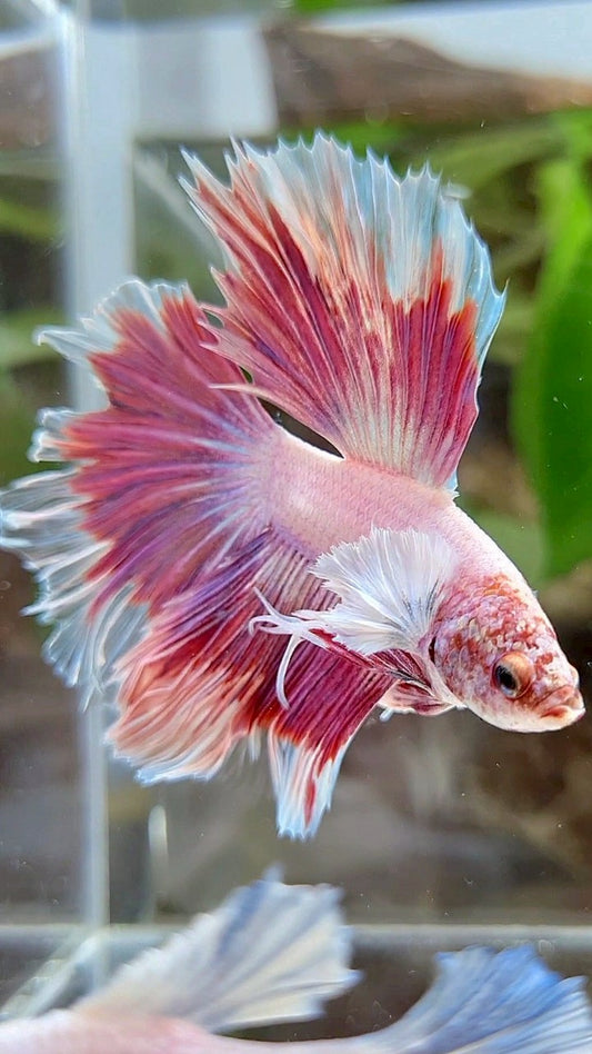 HALFMOON DUMBO EAR RED PATTERN BETTA FISH