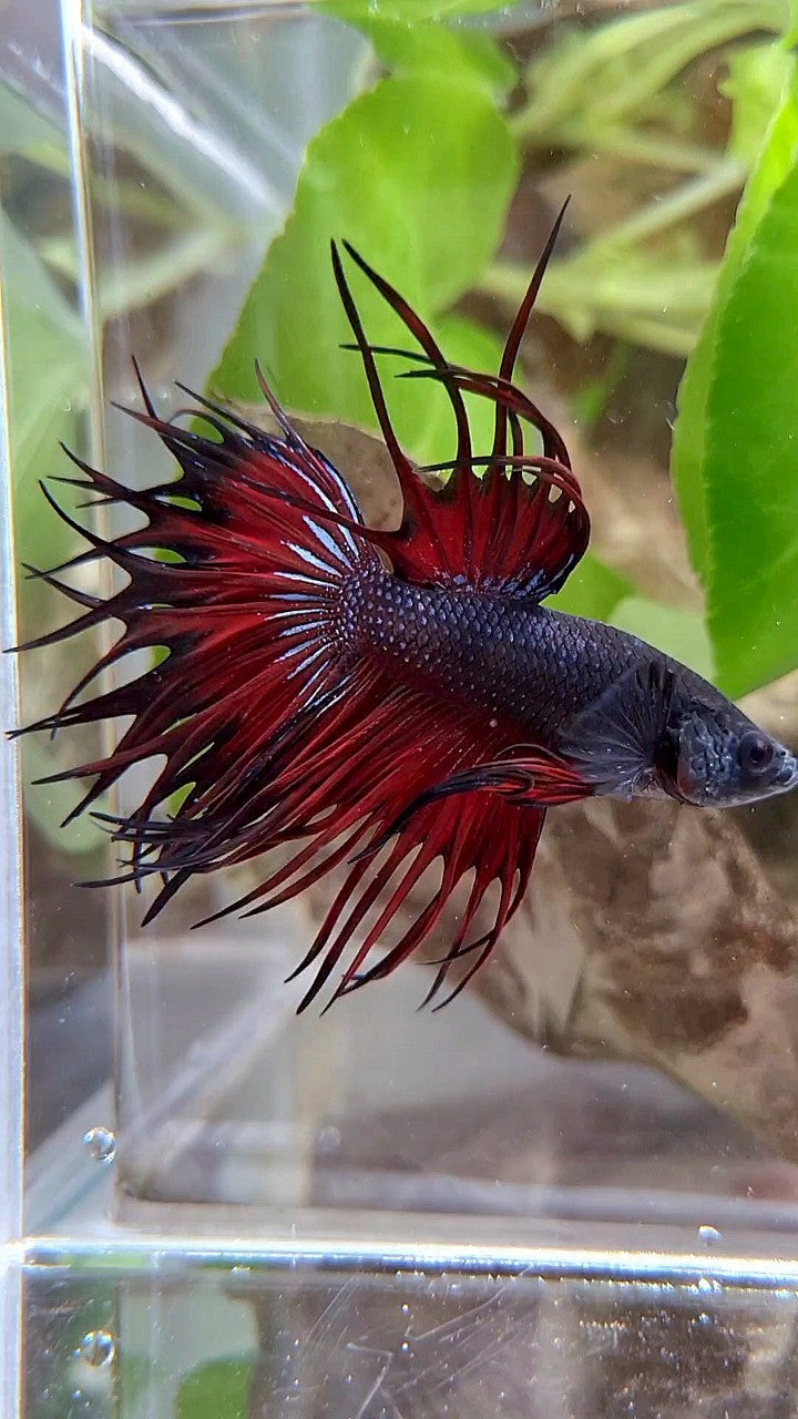 LUXURY KING CROWNTAIL BLACK VAMPIRE RED BETTA FISH