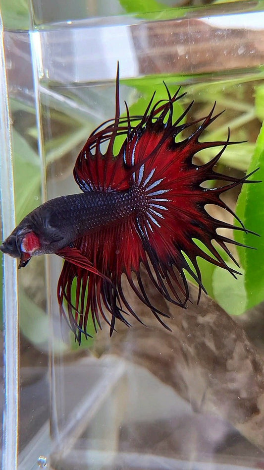 LUXURY KING CROWNTAIL BLACK VAMPIRE RED BETTA FISH