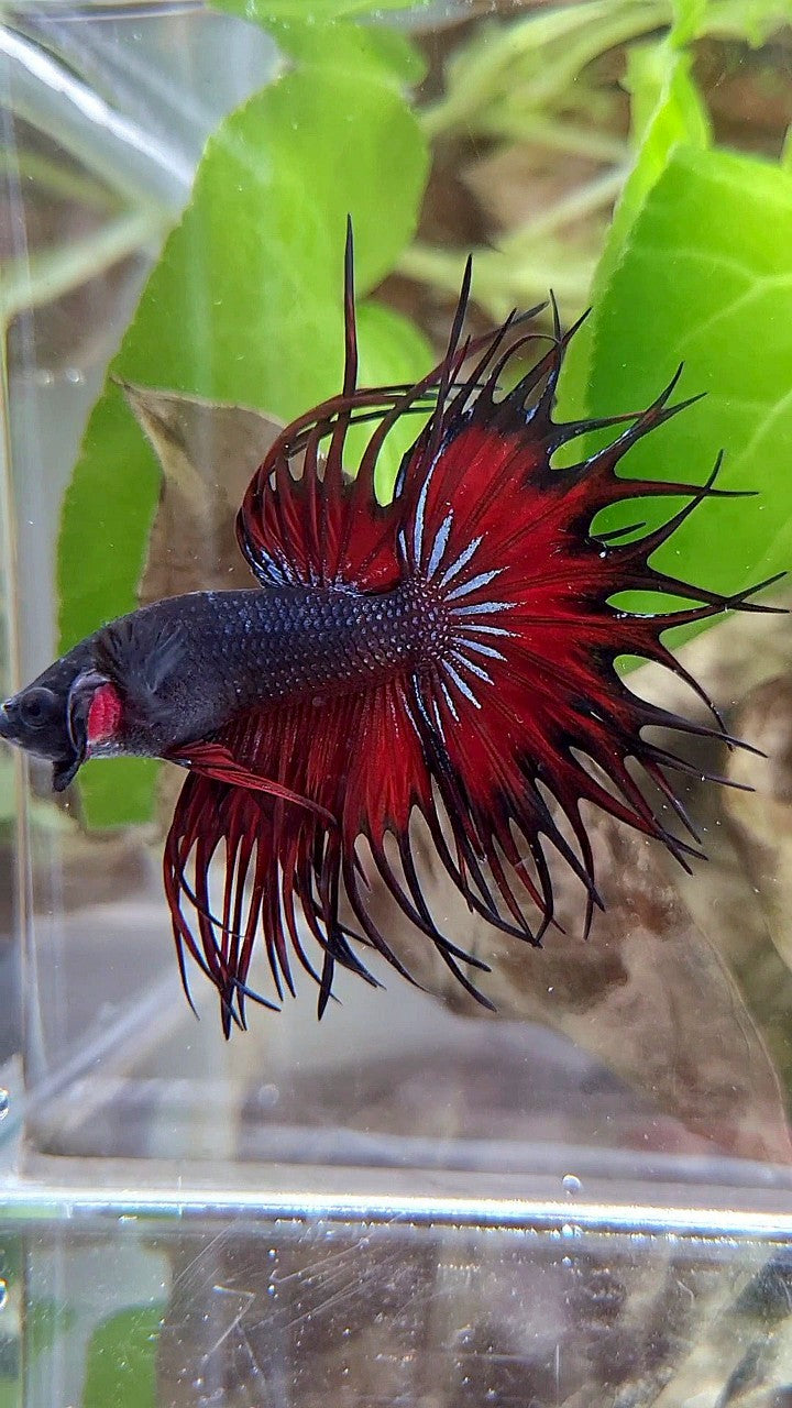 LUXURY KING CROWNTAIL BLACK VAMPIRE RED BETTA FISH