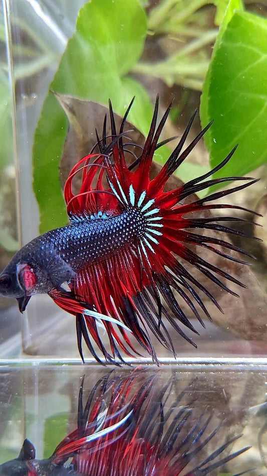CROWNTAIL BLACK RED VAMPIRE PATTERN BETTA FISH