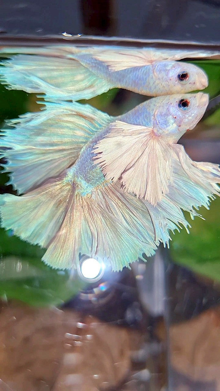 LUXURY KING ROSETAIL HALFMOON DOUBLE TAIL SUPER DUMBO EAR WHITE UNICORN BETTA FISH