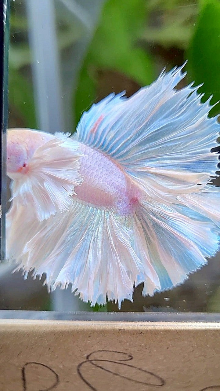 LUXURY KING ROSETAIL HALFMOON DOUBLE TAIL SUPER DUMBO EAR WHITE UNICORN BETTA FISH