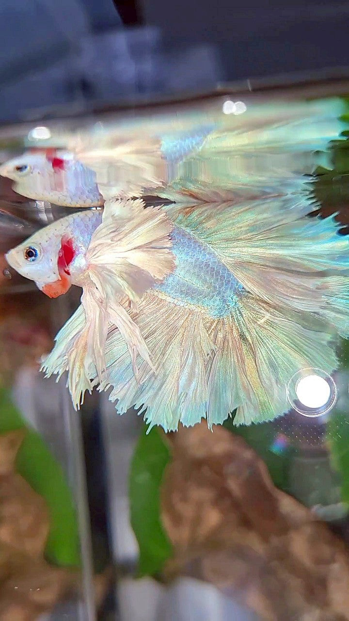 LUXURY KING ROSETAIL HALFMOON DOUBLE TAIL SUPER DUMBO EAR WHITE UNICORN BETTA FISH