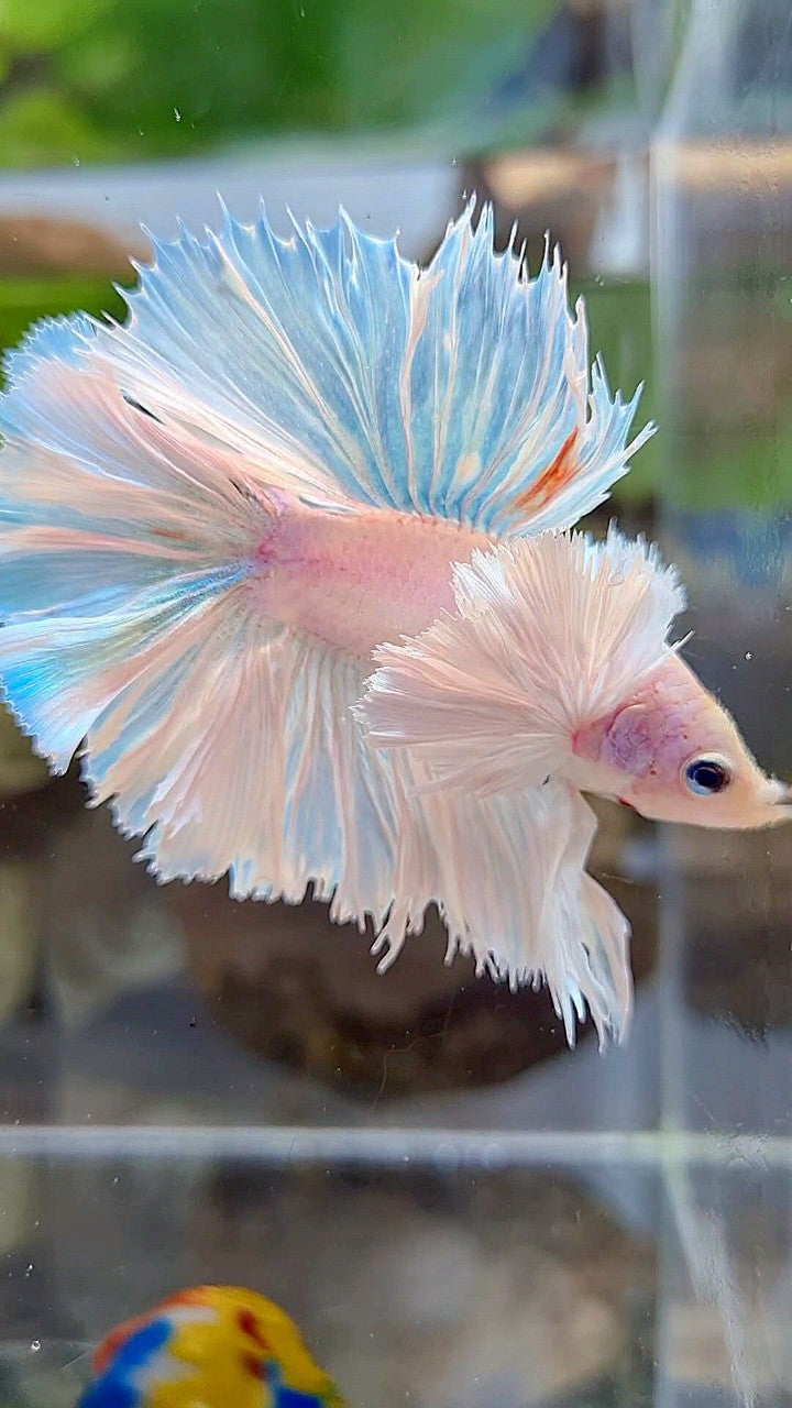 LUXURY KING ROSETAIL HALFMOON DOUBLE TAIL SUPER DUMBO EAR WHITE UNICORN BETTA FISH