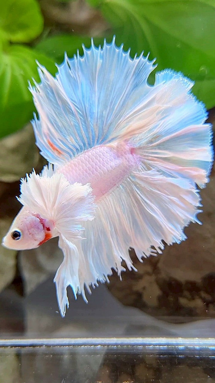 LUXURY KING ROSETAIL HALFMOON DOUBLE TAIL SUPER DUMBO EAR WHITE UNICORN BETTA FISH