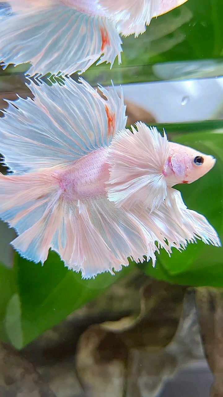 LUXURY KING ROSETAIL HALFMOON DOUBLE TAIL SUPER DUMBO EAR WHITE UNICORN BETTA FISH