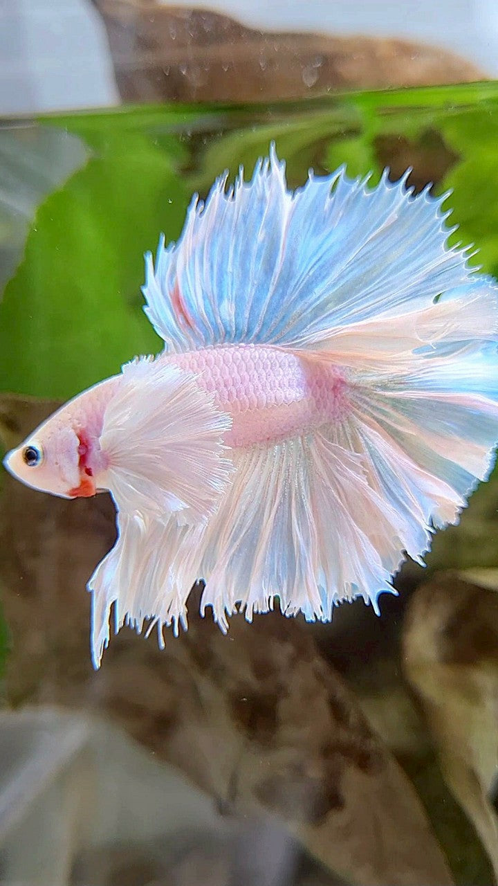LUXURY KING ROSETAIL HALFMOON DOUBLE TAIL SUPER DUMBO EAR WHITE UNICORN BETTA FISH