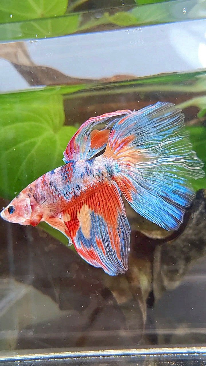 GIANT HALFMOON TOTAL 7,5CM+ RAINBOW MULTICOLOR SPLASH BETTA FISH
