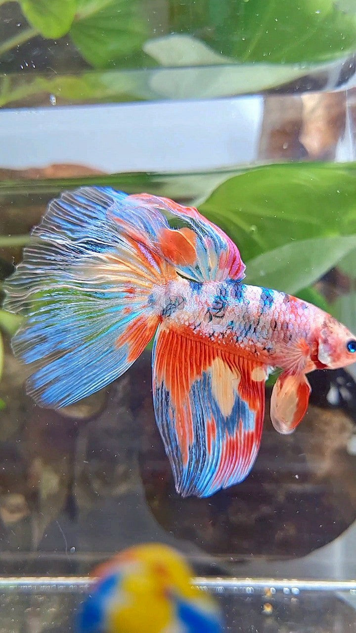 GIANT HALFMOON TOTAL 7,5CM+ RAINBOW MULTICOLOR SPLASH BETTA FISH