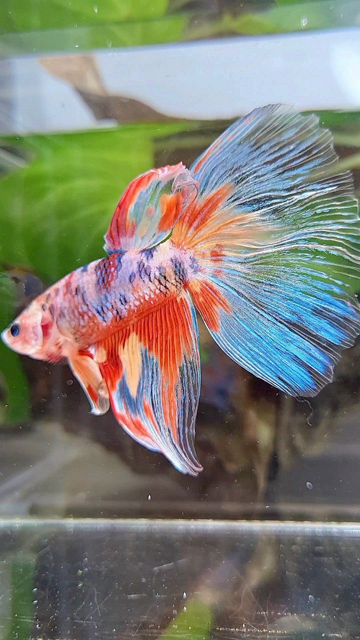 GIANT HALFMOON TOTAL 7,5CM+ RAINBOW MULTICOLOR SPLASH BETTA FISH