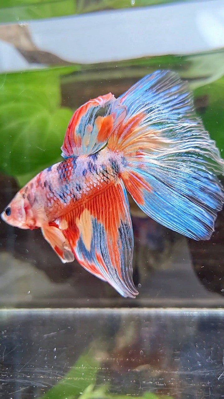 GIANT HALFMOON TOTAL 7,5CM+ RAINBOW MULTICOLOR SPLASH BETTA FISH