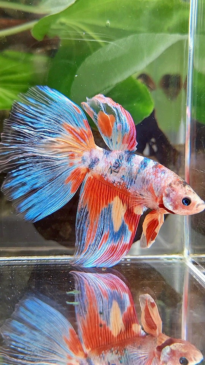 GIANT HALFMOON TOTAL 7,5CM+ RAINBOW MULTICOLOR SPLASH BETTA FISH
