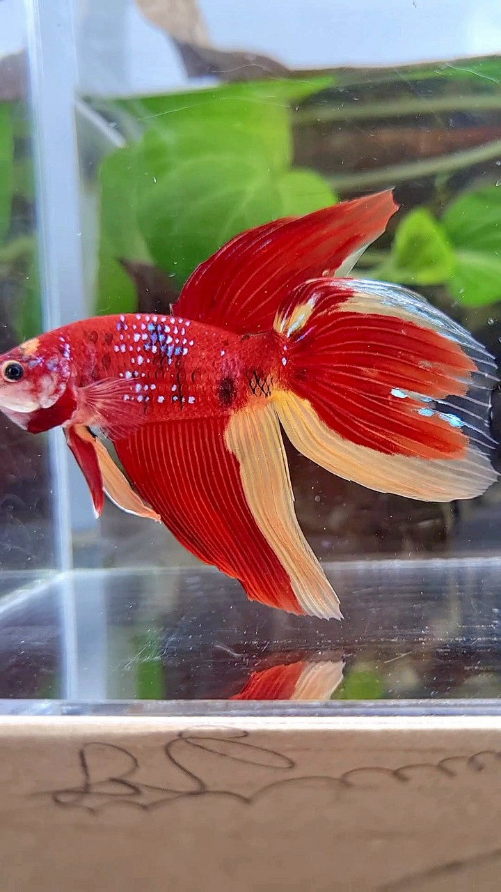 LUXURY GIANT VEILTAIL TOTAL 8CM+ RED YELLOW PATTERN MULTICOLOR BETTA FISH