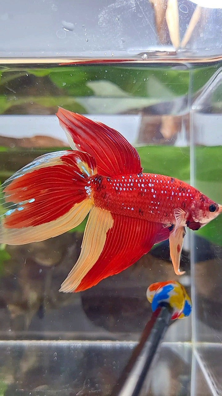 LUXURY GIANT VEILTAIL TOTAL 8CM+ RED YELLOW PATTERN MULTICOLOR BETTA FISH