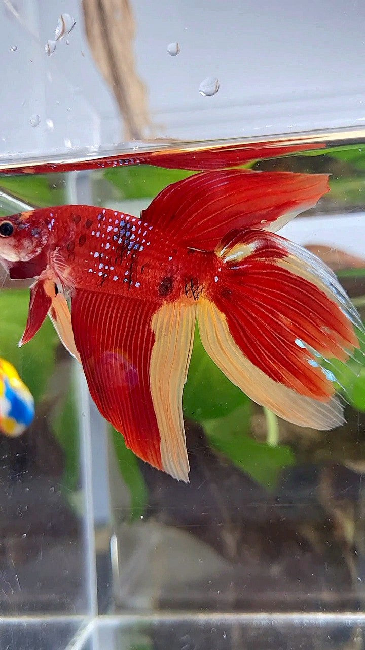 LUXURY GIANT VEILTAIL TOTAL 8CM+ RED YELLOW PATTERN MULTICOLOR BETTA FISH