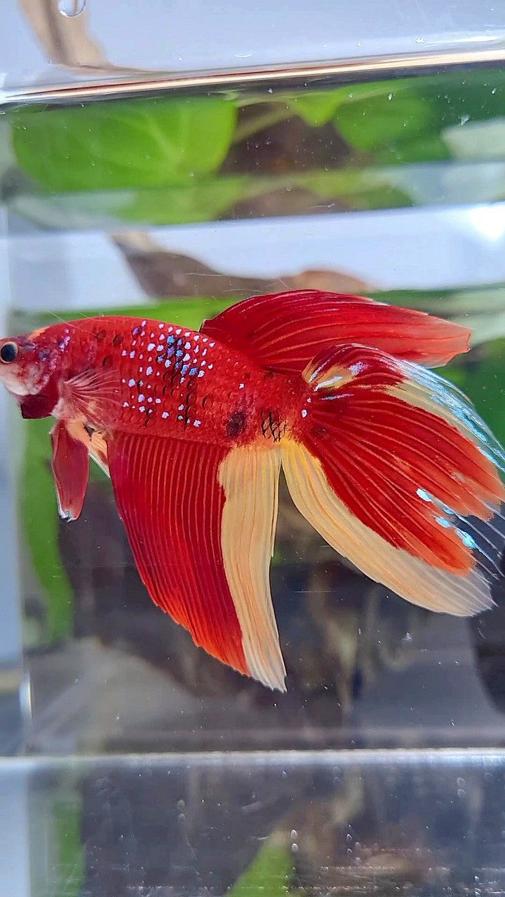 LUXURY GIANT VEILTAIL TOTAL 8CM+ RED YELLOW PATTERN MULTICOLOR BETTA FISH