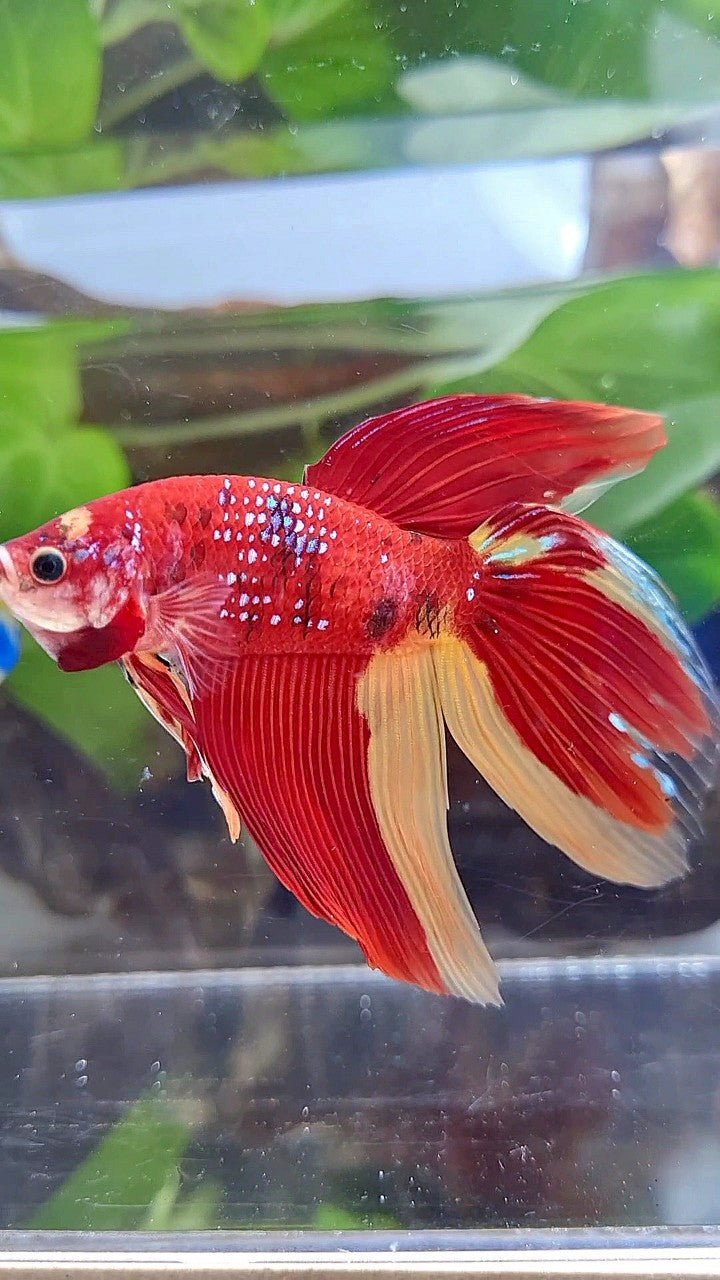 LUXURY GIANT VEILTAIL TOTAL 8CM+ RED YELLOW PATTERN MULTICOLOR BETTA FISH