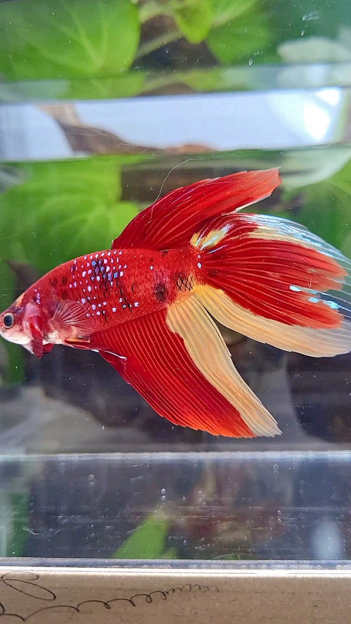 LUXURY GIANT VEILTAIL TOTAL 8CM+ RED YELLOW PATTERN MULTICOLOR BETTA FISH