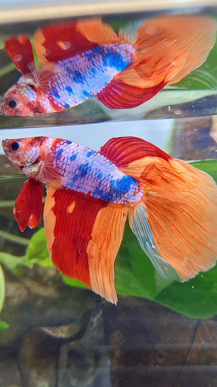 GIANT VEILTAIL DELTA TOTAL 7,5CM+ ORANGE CANDY MULTICOLOR BETTA FISH