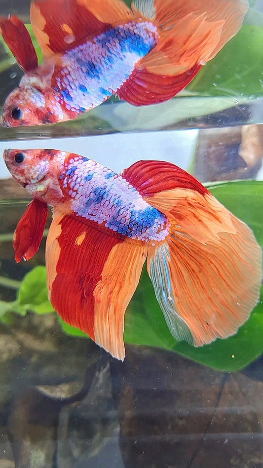 GIANT VEILTAIL DELTA TOTAL 7,5CM+ ORANGE CANDY MULTICOLOR BETTA FISH