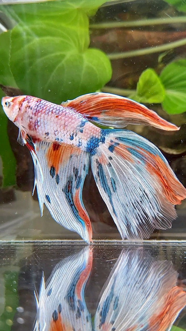 GIANT VEILTAIL DELTA TOTAL 8CM+ WHITE FANCY MULTICOLOR BETTA FISH