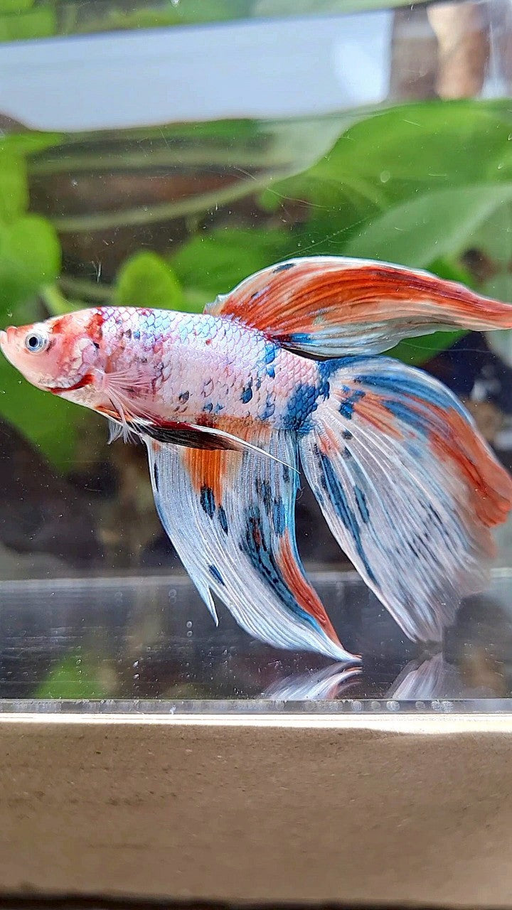 GIANT VEILTAIL DELTA TOTAL 8CM+ WHITE FANCY MULTICOLOR BETTA FISH