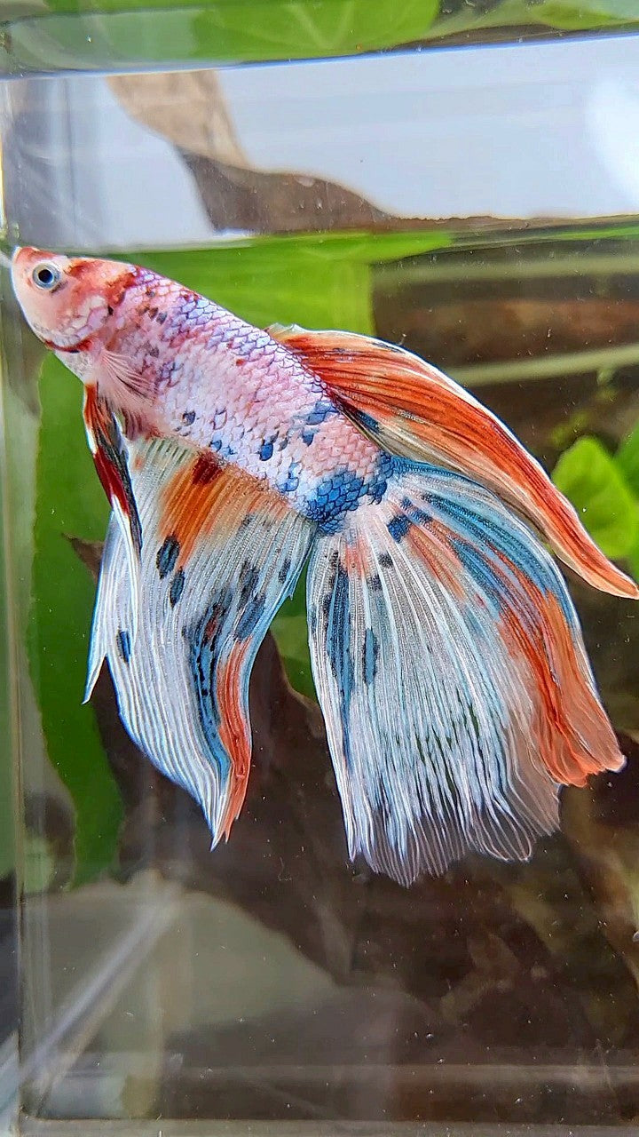 GIANT VEILTAIL DELTA TOTAL 8CM+ WHITE FANCY MULTICOLOR BETTA FISH