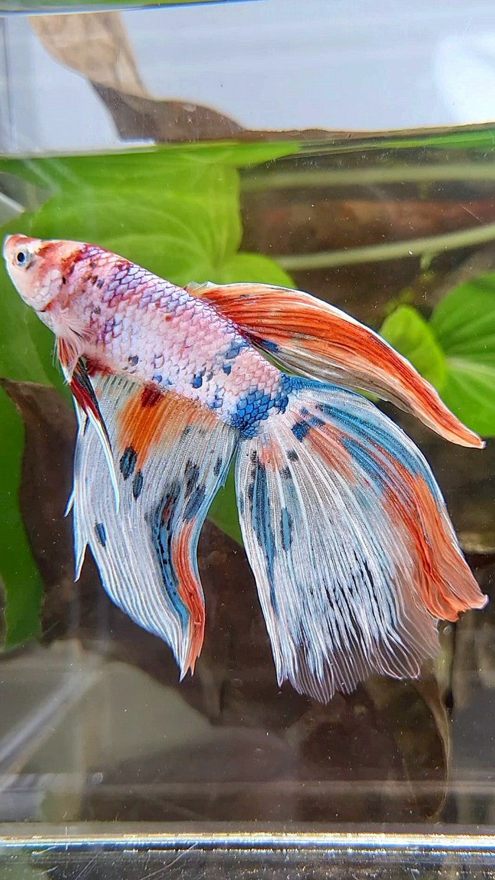 GIANT VEILTAIL DELTA TOTAL 8CM+ WHITE FANCY MULTICOLOR BETTA FISH