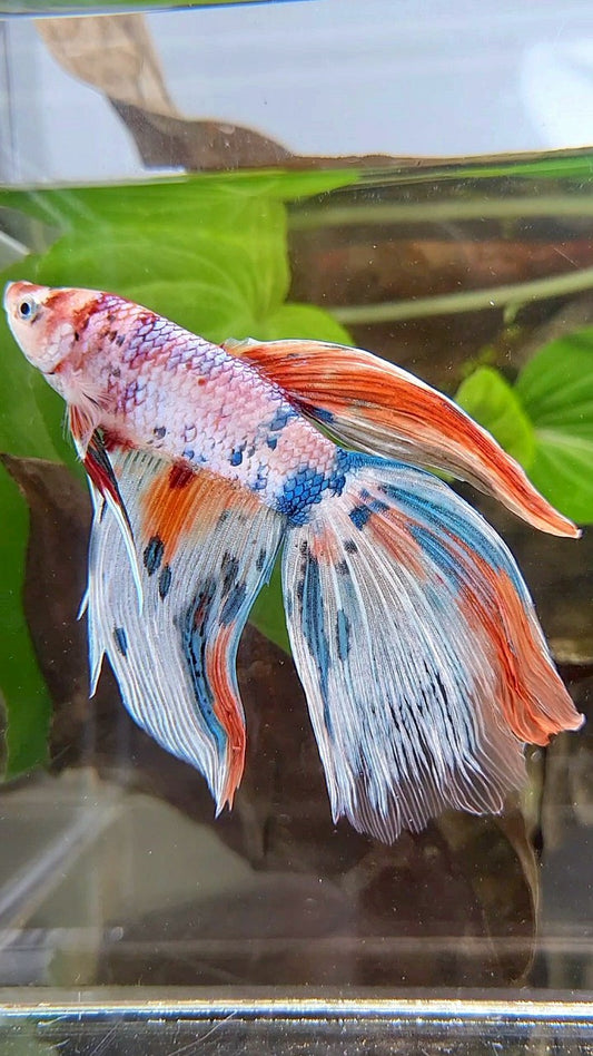 GIANT VEILTAIL DELTA TOTAL 8CM+ WHITE FANCY MULTICOLOR BETTA FISH
