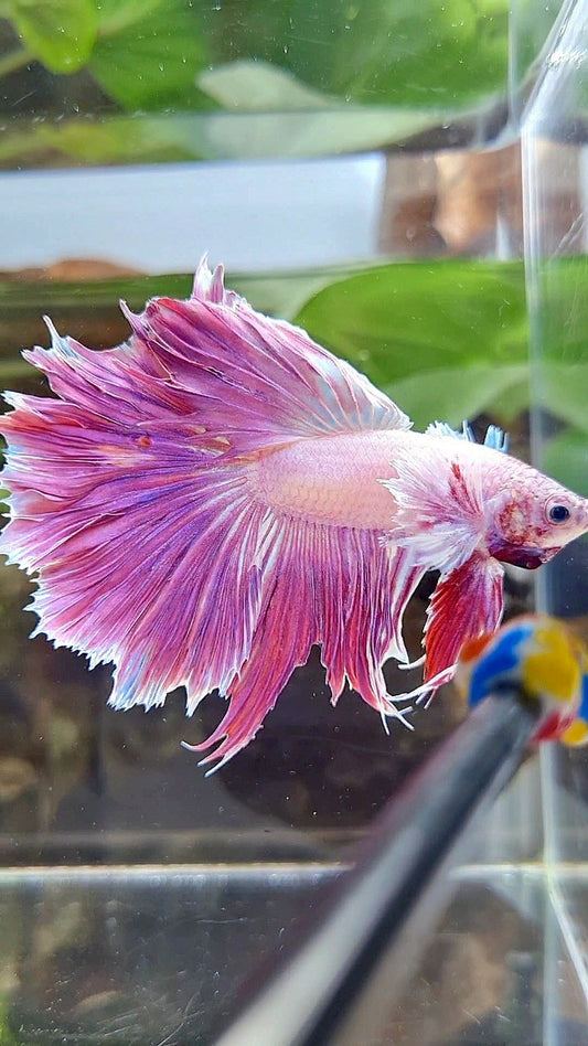 HALFMOON DUMBO EAR PINK PURPLE UNICORN BETTA FISH