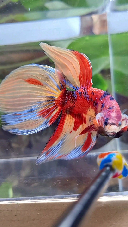 LUXURY GIANT VEILTAIL TOTAL 8CM+ ORANGE RED NEMO CLASSIC MULTICOLOR BETTA FISH