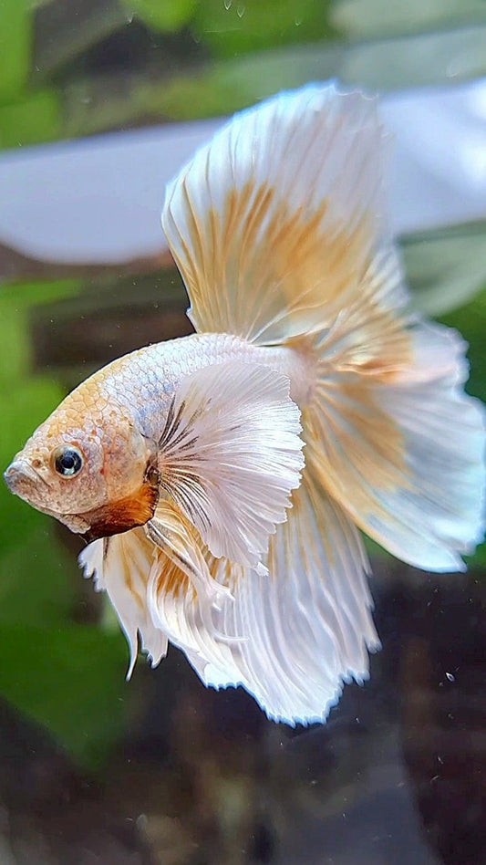 HALFMOON DUMBO EAR GOLD BUTTERFLY BETTA FISH