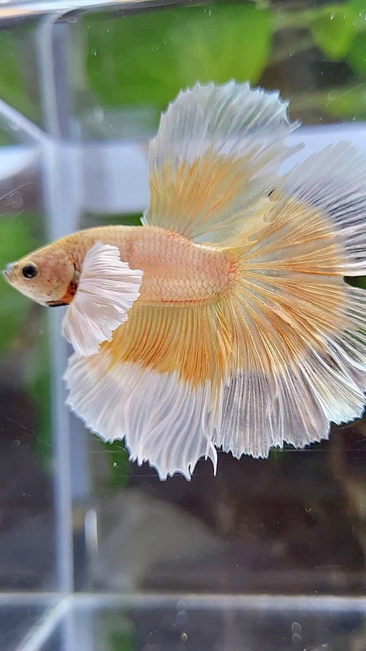 LUXURY HALFMOON DUMBO EAR GOLD BUTTERFLY BETTA FISH
