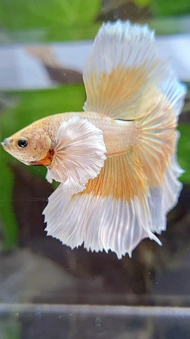LUXURY HALFMOON DUMBO EAR GOLD BUTTERFLY BETTA FISH