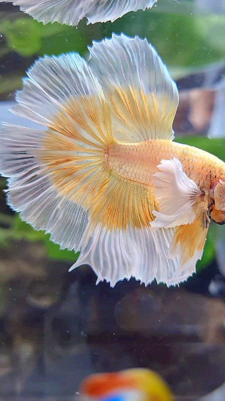 LUXURY HALFMOON DUMBO EAR GOLD BUTTERFLY BETTA FISH
