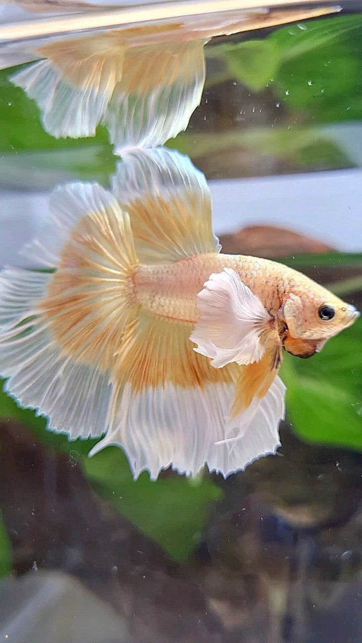 LUXURY HALFMOON DUMBO EAR GOLD BUTTERFLY BETTA FISH