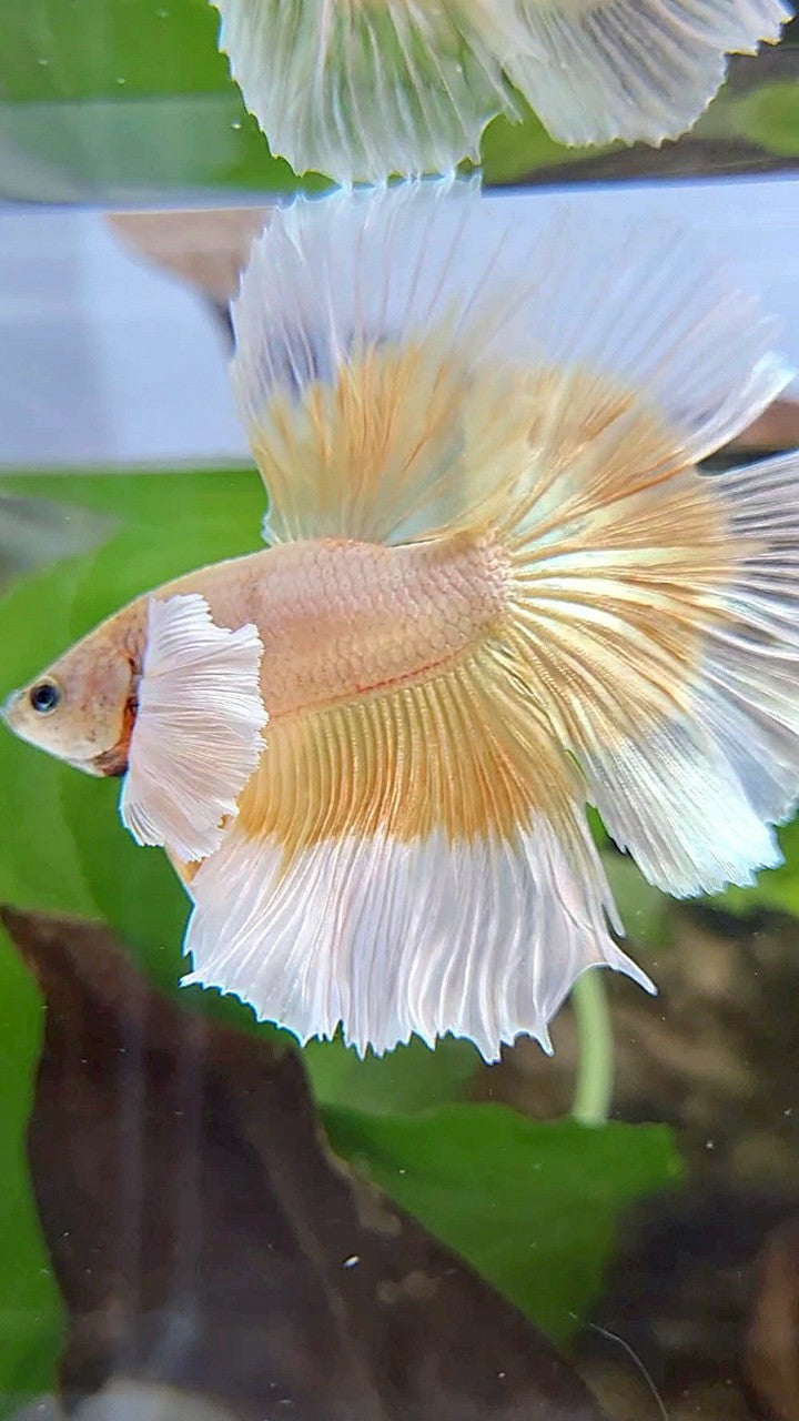LUXURY HALFMOON DUMBO EAR GOLD BUTTERFLY BETTA FISH