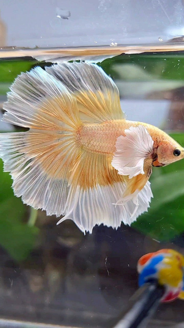 LUXURY HALFMOON DUMBO EAR GOLD BUTTERFLY BETTA FISH