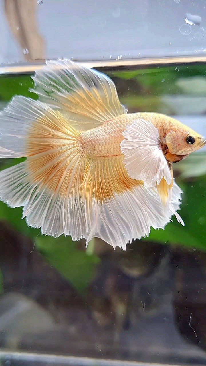 LUXURY HALFMOON DUMBO EAR GOLD BUTTERFLY BETTA FISH
