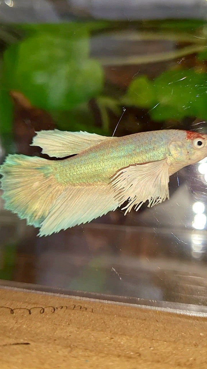 FEMALE HALFMOON DUMBO EAR WHITE UNICORN BETTA FISH