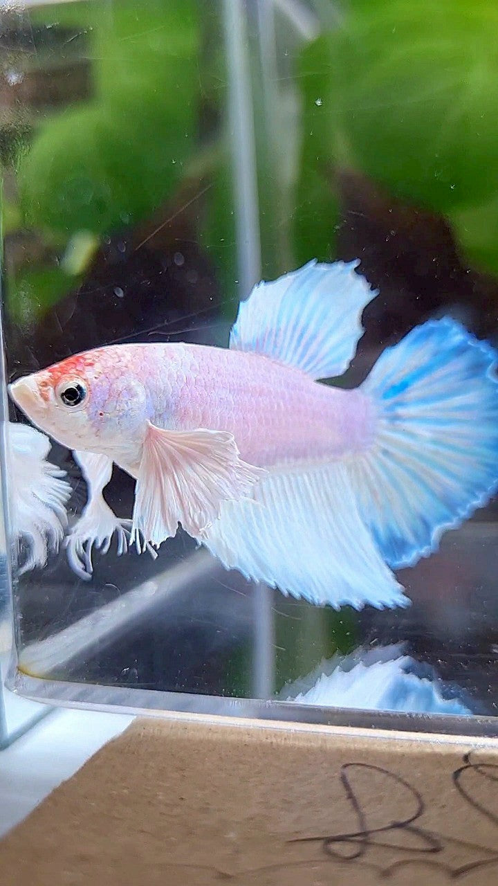 FEMALE HALFMOON DUMBO EAR WHITE UNICORN BETTA FISH