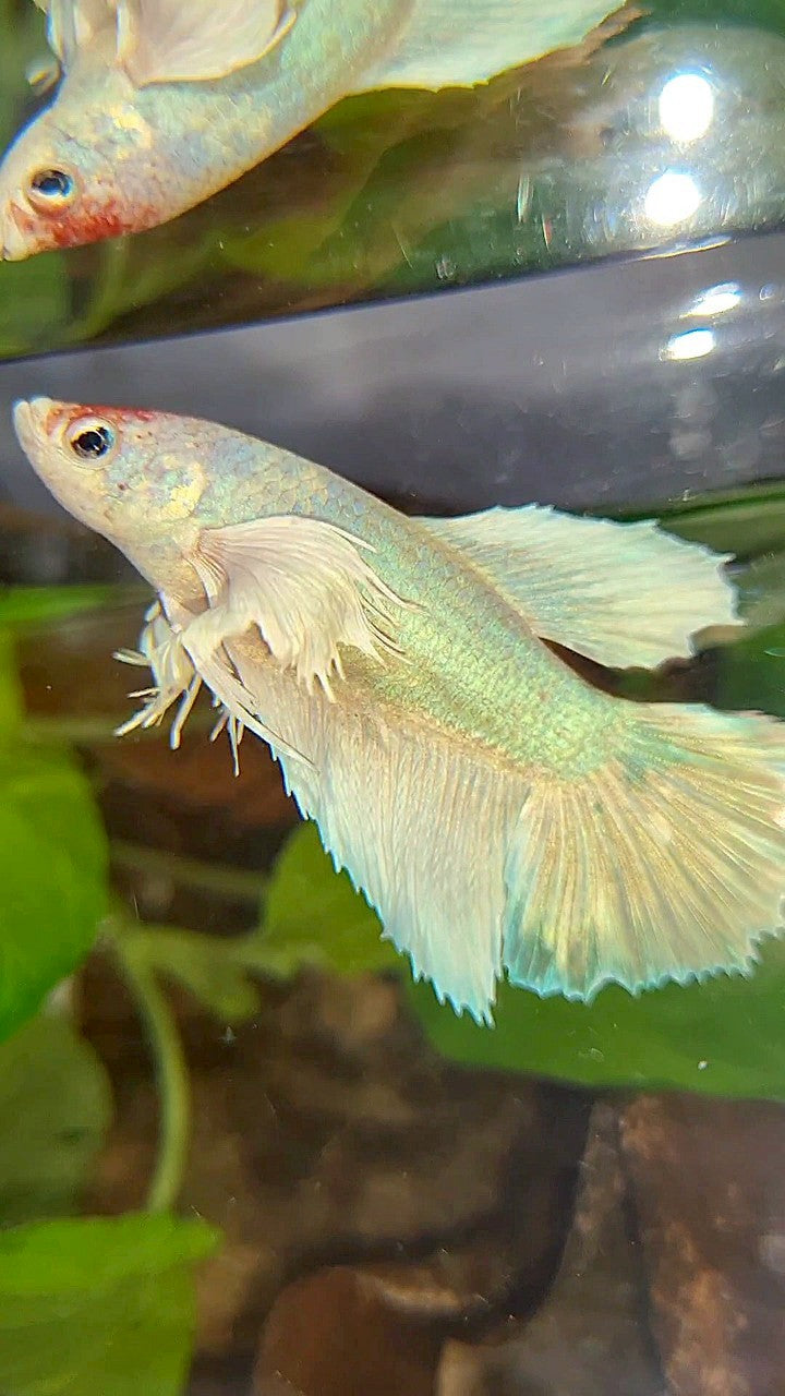 FEMALE HALFMOON DUMBO EAR WHITE UNICORN BETTA FISH