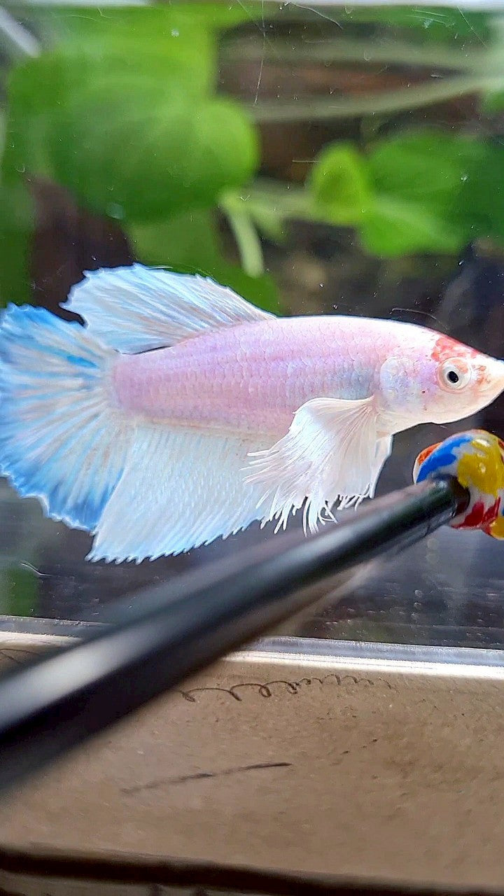 FEMALE HALFMOON DUMBO EAR WHITE UNICORN BETTA FISH