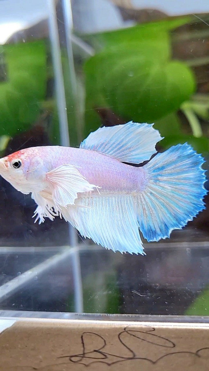 FEMALE HALFMOON DUMBO EAR WHITE UNICORN BETTA FISH