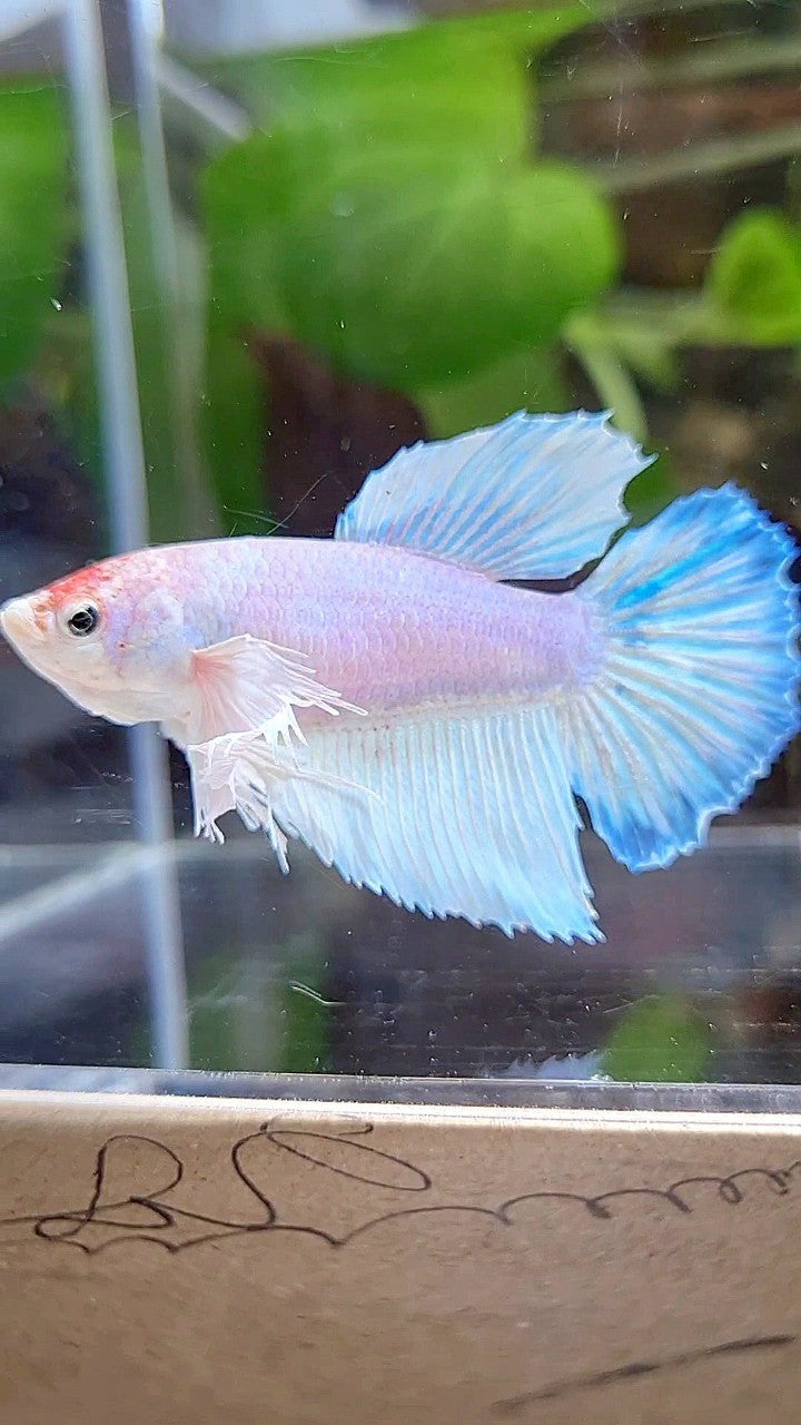 FEMALE HALFMOON DUMBO EAR WHITE UNICORN BETTA FISH