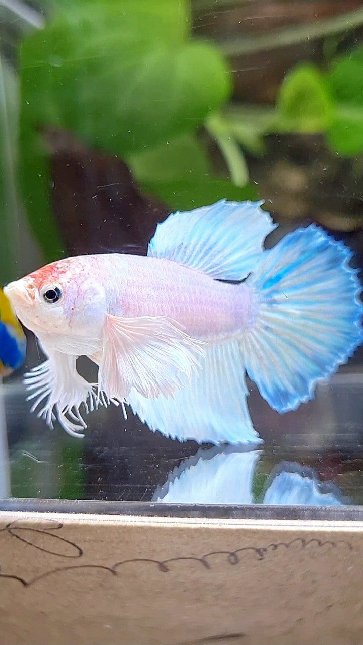 FEMALE HALFMOON DUMBO EAR WHITE UNICORN BETTA FISH