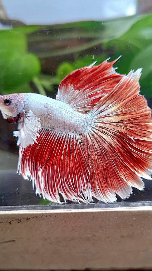 HALFMOON DUMBO EAR RED DRAGON HALFSUN BETTA FISH
